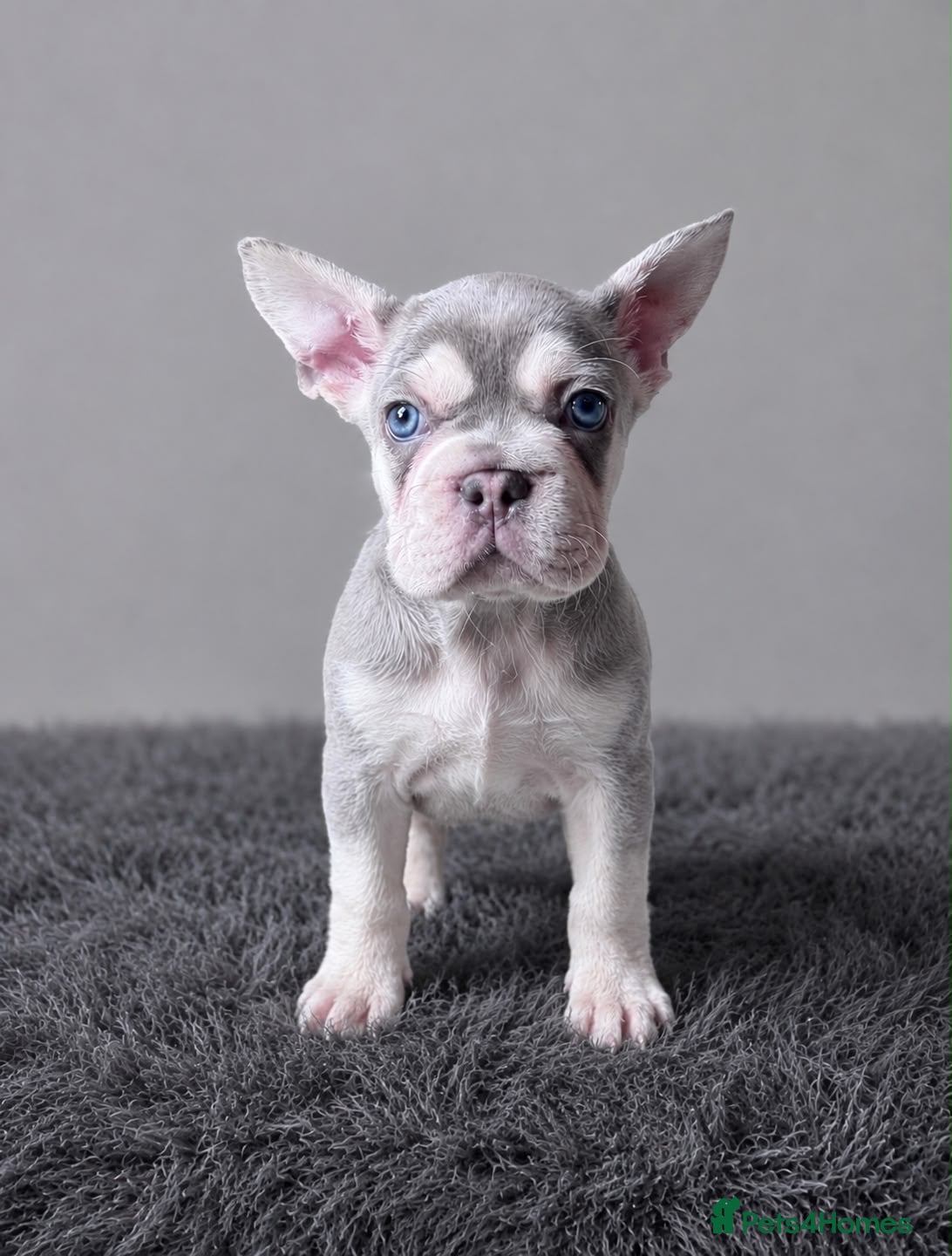 French Bulldog dogs French bulldog puppies  - Advert 17