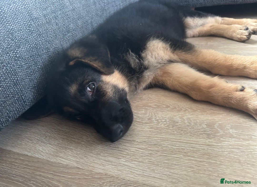 German Shepherd dogs for sale: German Shepherd Bitch, Iris. - Image 2