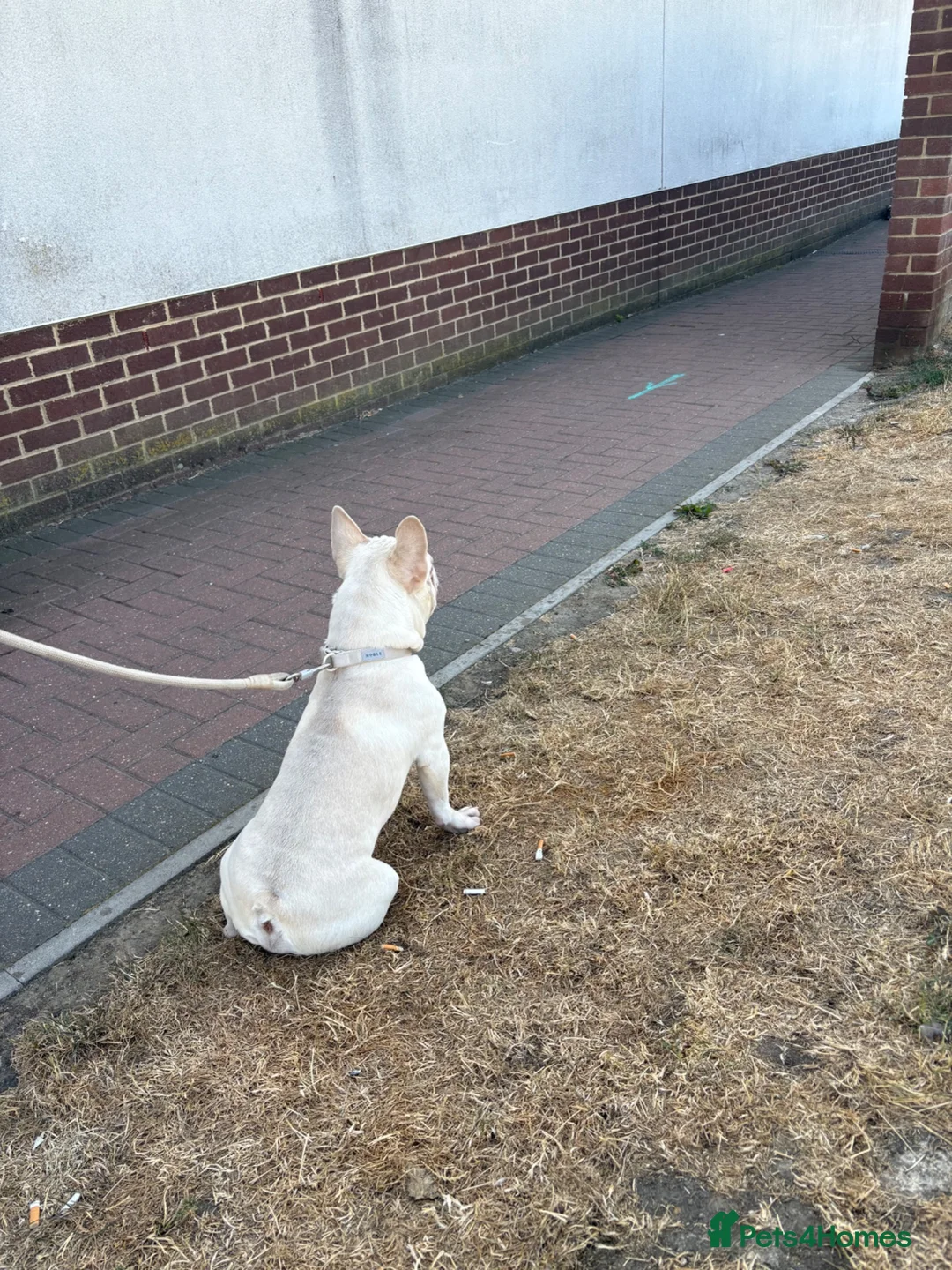 French Bulldog dogs for sale: Ace beautiful boy  - Advert 3