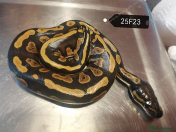 Python Snake reptiles Royal Python babies - Advert 15