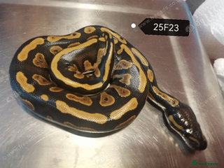 Python Snake reptiles Royal Python babies - Advert 15