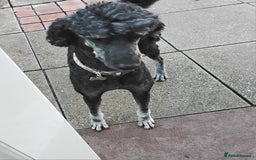 Standard Poodle dogs for sale: Stunning KC reg female standard poodle puppies - Image 19