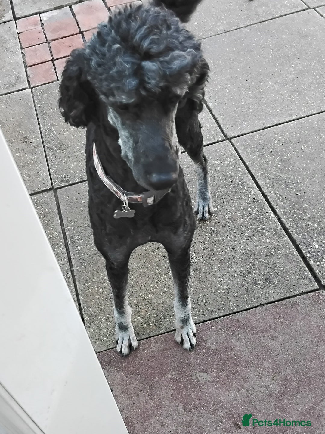 Standard Poodle dogs for sale: Stunning KC reg female standard poodle puppies - Image 19