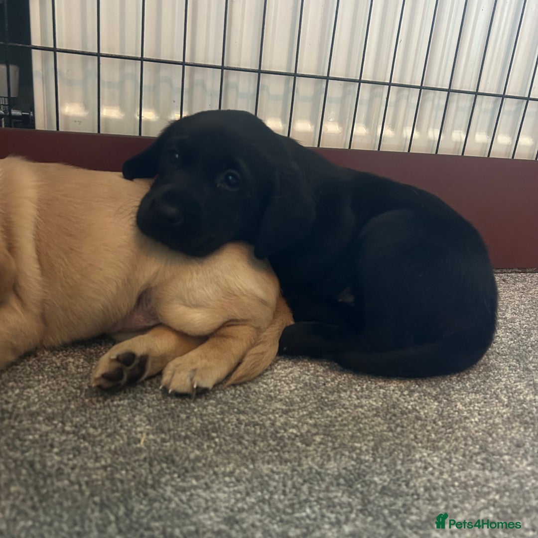 Labrador Retriever dogs for sale: Beautiful Labrador puppies - Advert 4