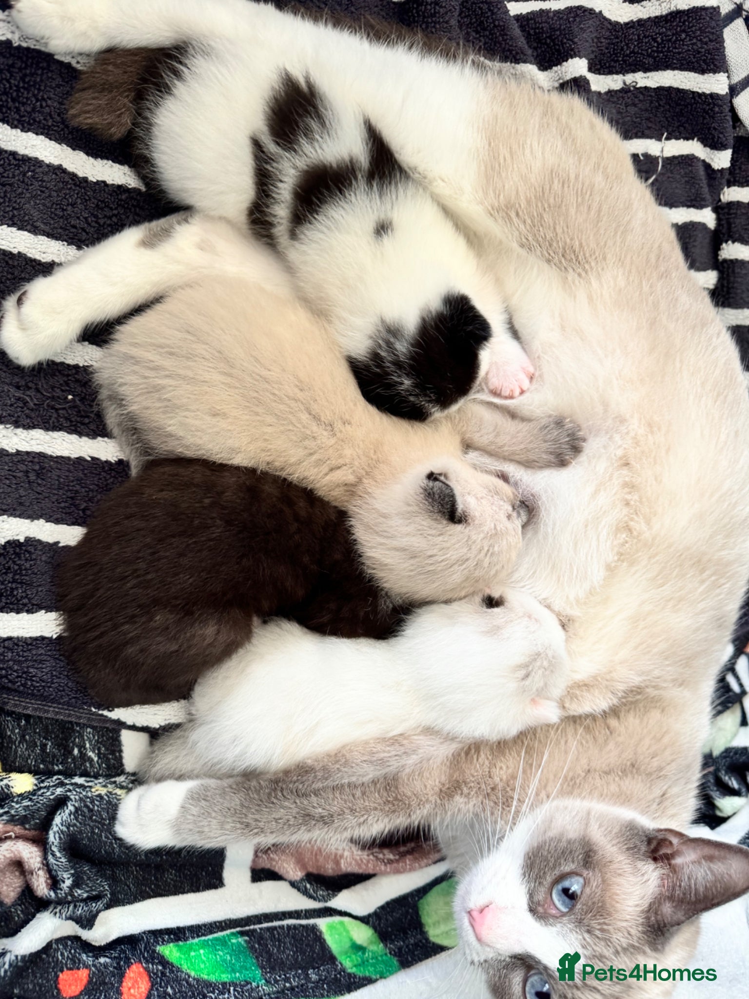 Siamese cats Siamese stunners  - Advert 2