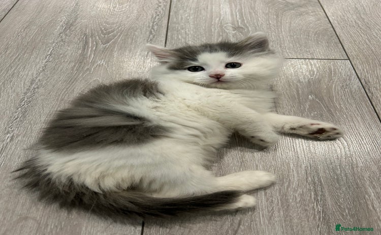 British Longhair cats - Advert 14