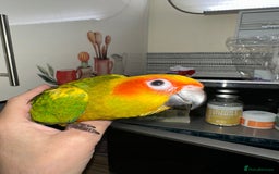 Conures birds for sale: Beautiful Hand-reared tame Sun Conure  - Advert 3
