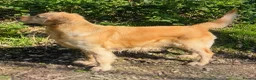 Golden Retriever dogs for sale: A happy healthy family companion  - Advert 22