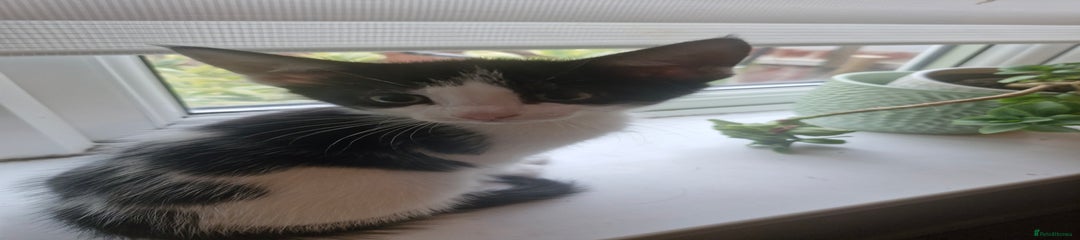 Mixed Breed Kitten 3