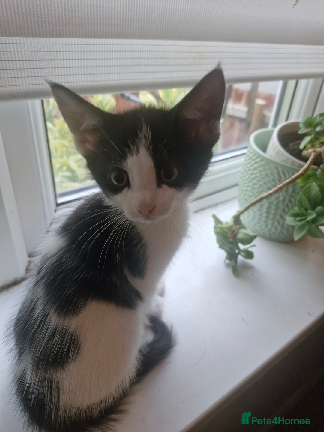 Mixed Breed cats for sale: 2 boys and girls for sale - Image 5