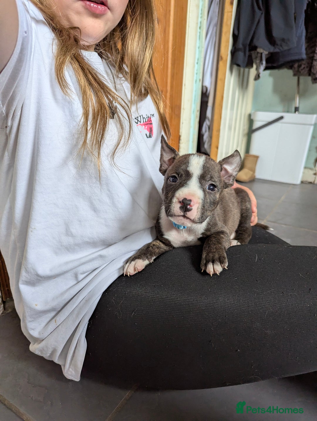 English Bull Terrier dogs for sale: English bull terrier cross staffys - Image 14