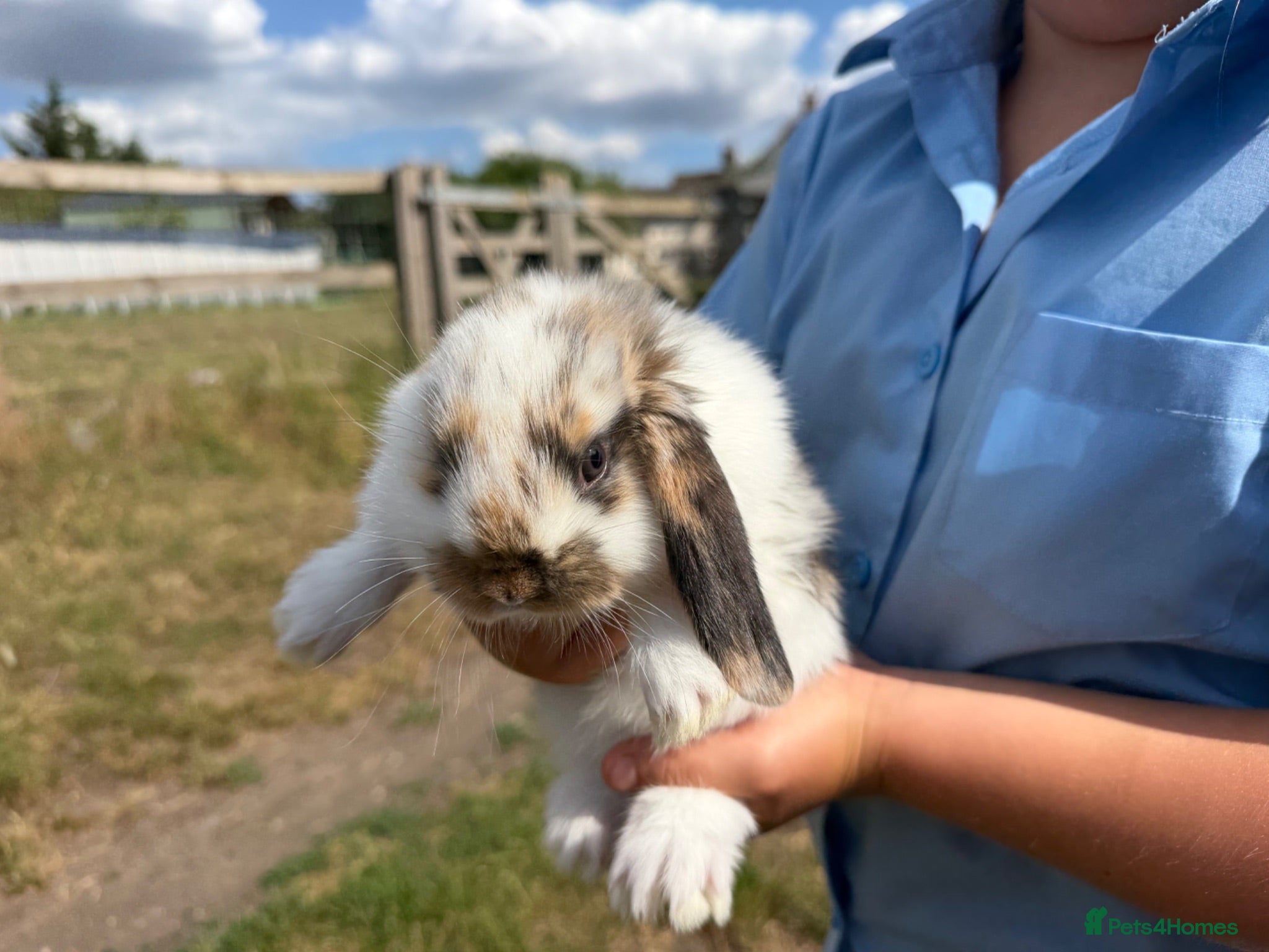 French Lop rabbits Large French lop babies  - Advert 2
