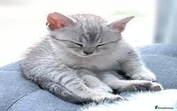British Shorthair cats for sale: Now Ready to leave! Cute Little British Shorthair - Image 23