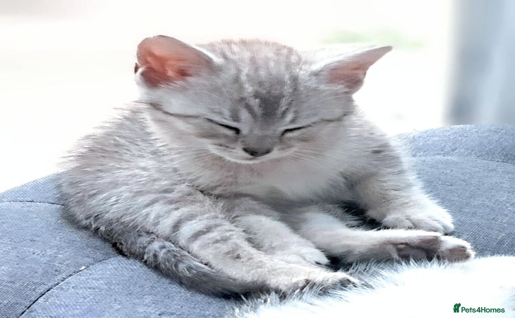British Shorthair cats - Advert 7