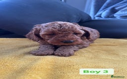 Miniature Poodle dogs for sale: Beautiful red miniature poodle KC Registered  - Image 7