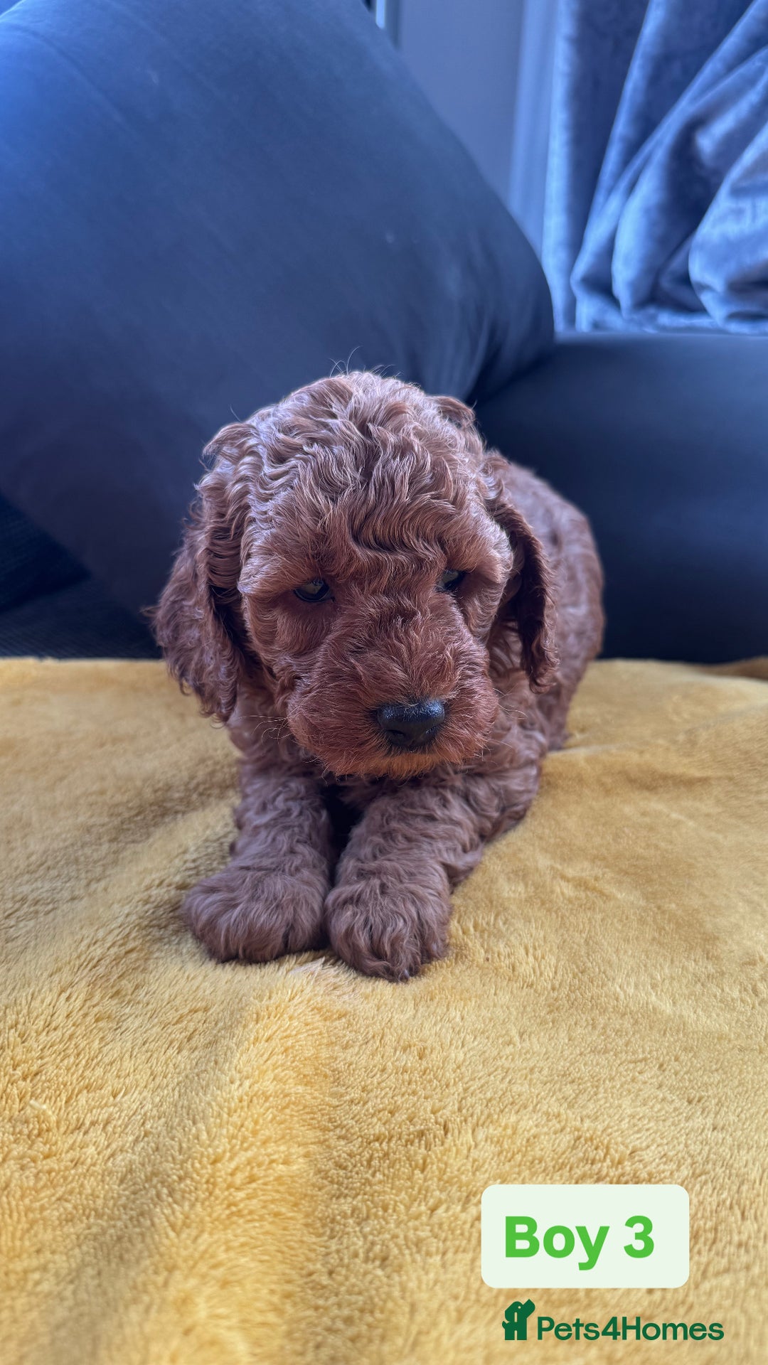 Miniature Poodle dogs for sale: Beautiful red miniature poodle KC Registered  - Image 7