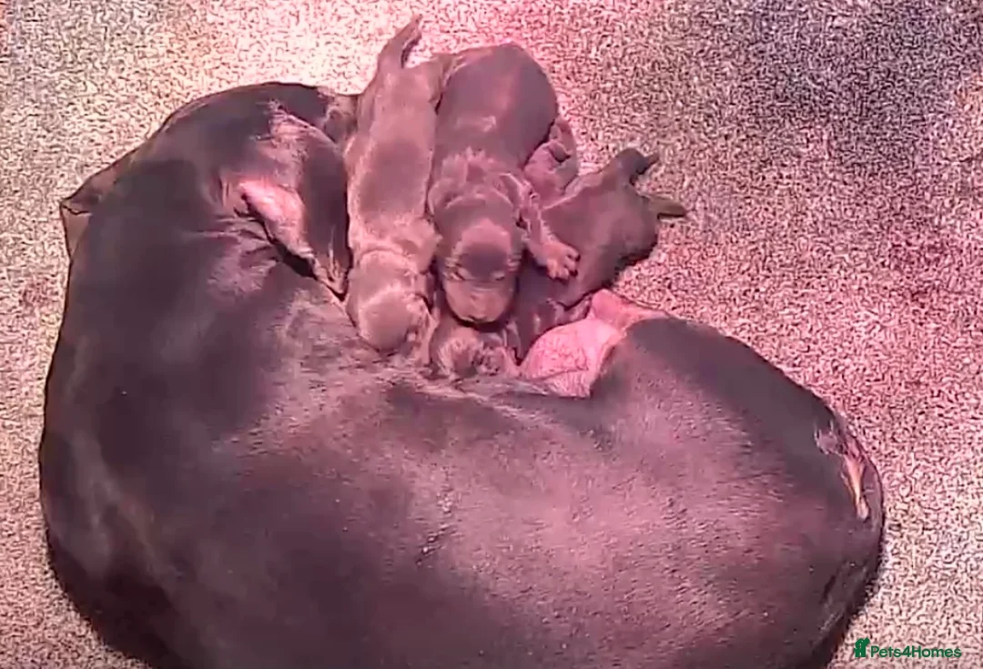 Dachshund dogs for sale: Beautiful Dachshund puppies  - Advert 5