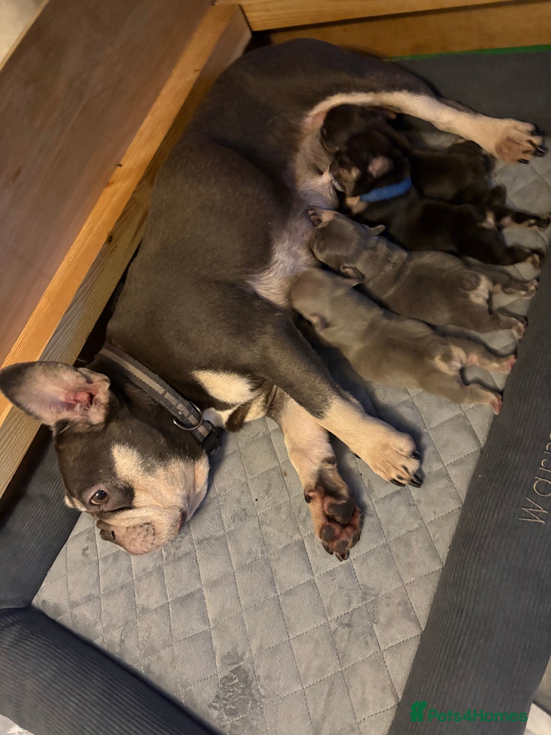 French Bulldog dogs for sale: Beautiful litter of French bulldog pups DWKC  - Advert 2