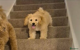 Toy Poodle dogs for sale: Toy poodle boy  - Image 9