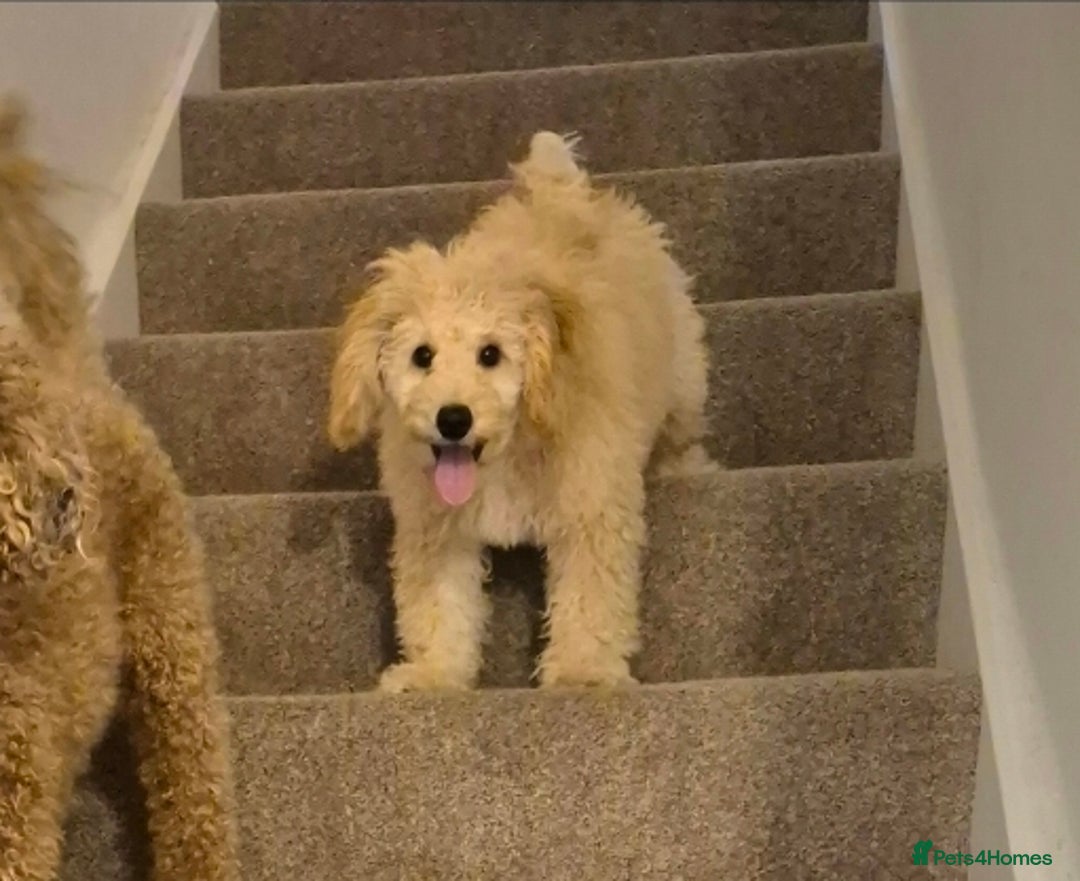 Toy Poodle dogs for sale: Toy poodle boy  - Image 9