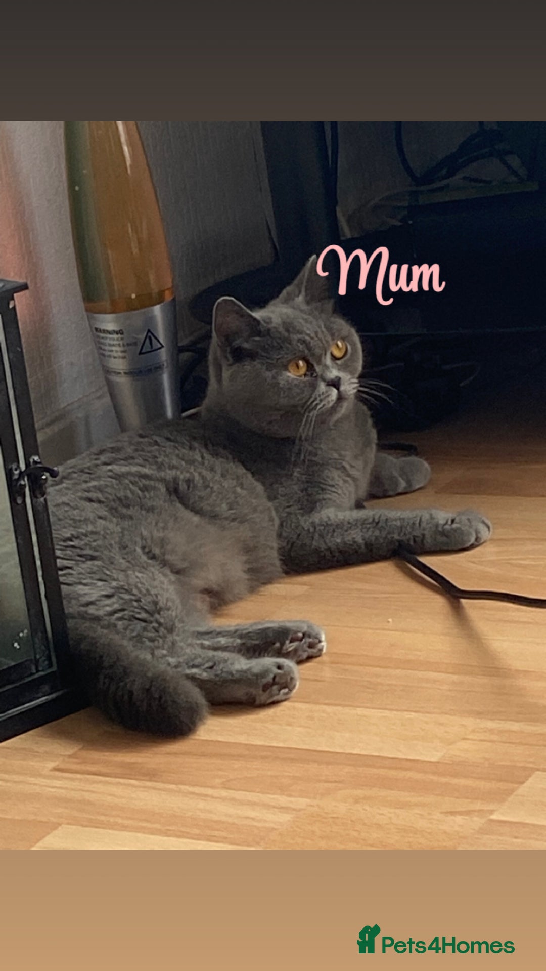 British Shorthair cats for sale: British blue shorthaired kittens  - Advert 1