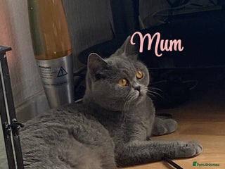 British Shorthair cats British blue shorthaired kittens - Advert 2