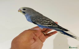 Budgerigars birds for sale: Hand reared budgies for sale  - Image 10