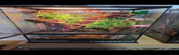 Gecko reptiles for sale: 4 Mourning Geckos + Complete Setup Included - Advert 1