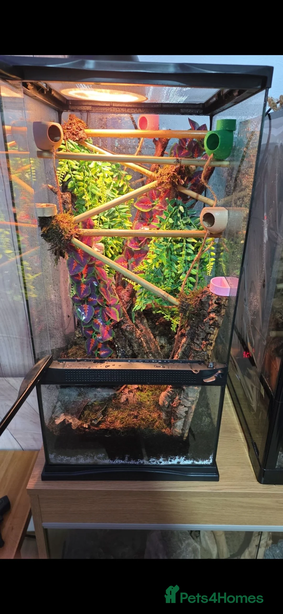 Gecko reptiles for sale: 4 Mourning Geckos + Complete Setup Included - Advert 1
