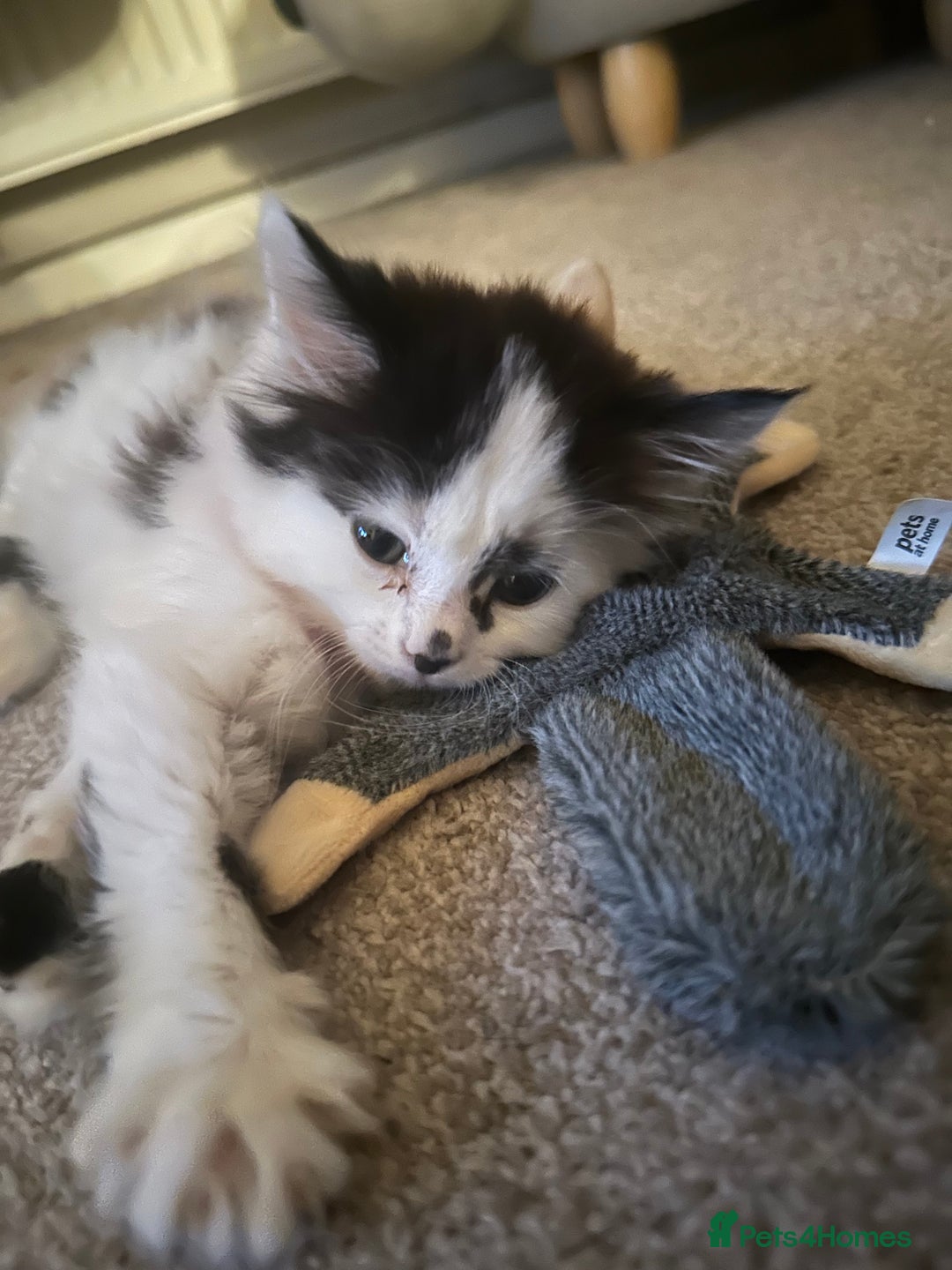 Mixed Breed cats for sale: Long hair male kitten  - Image 9