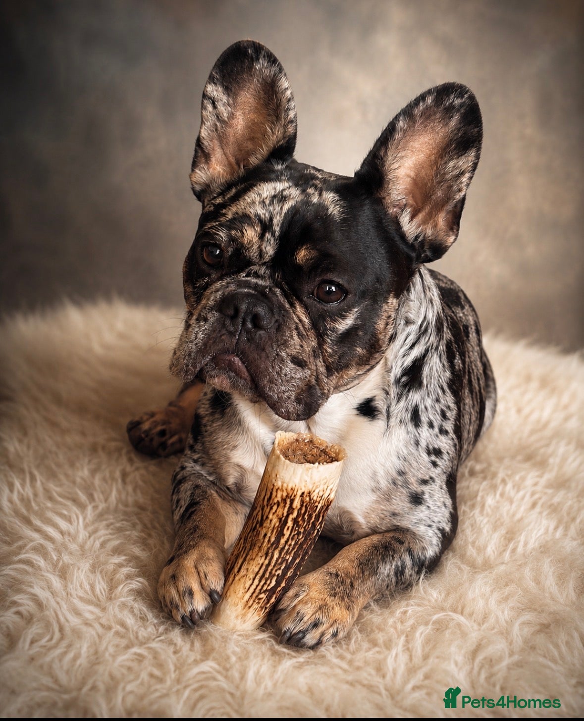 French Bulldog dogs Merle 1 year old Frencie  - Advert 5