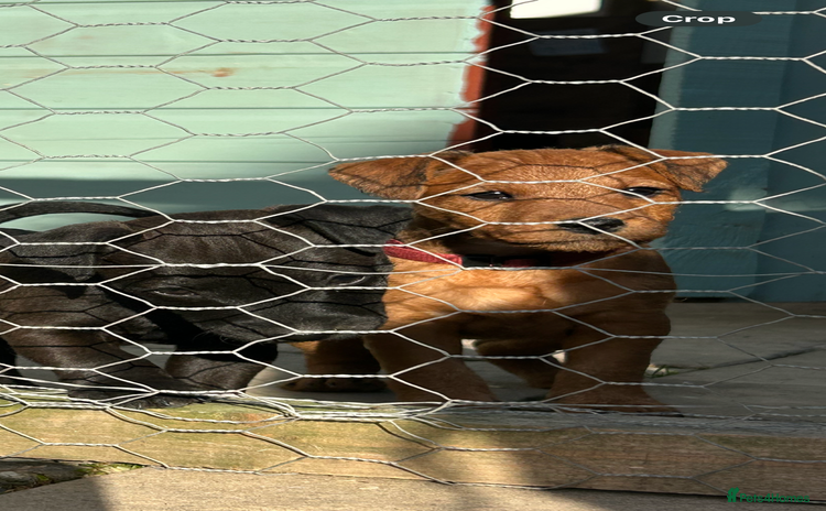 Lakeland Terrier dogs - Advert 3