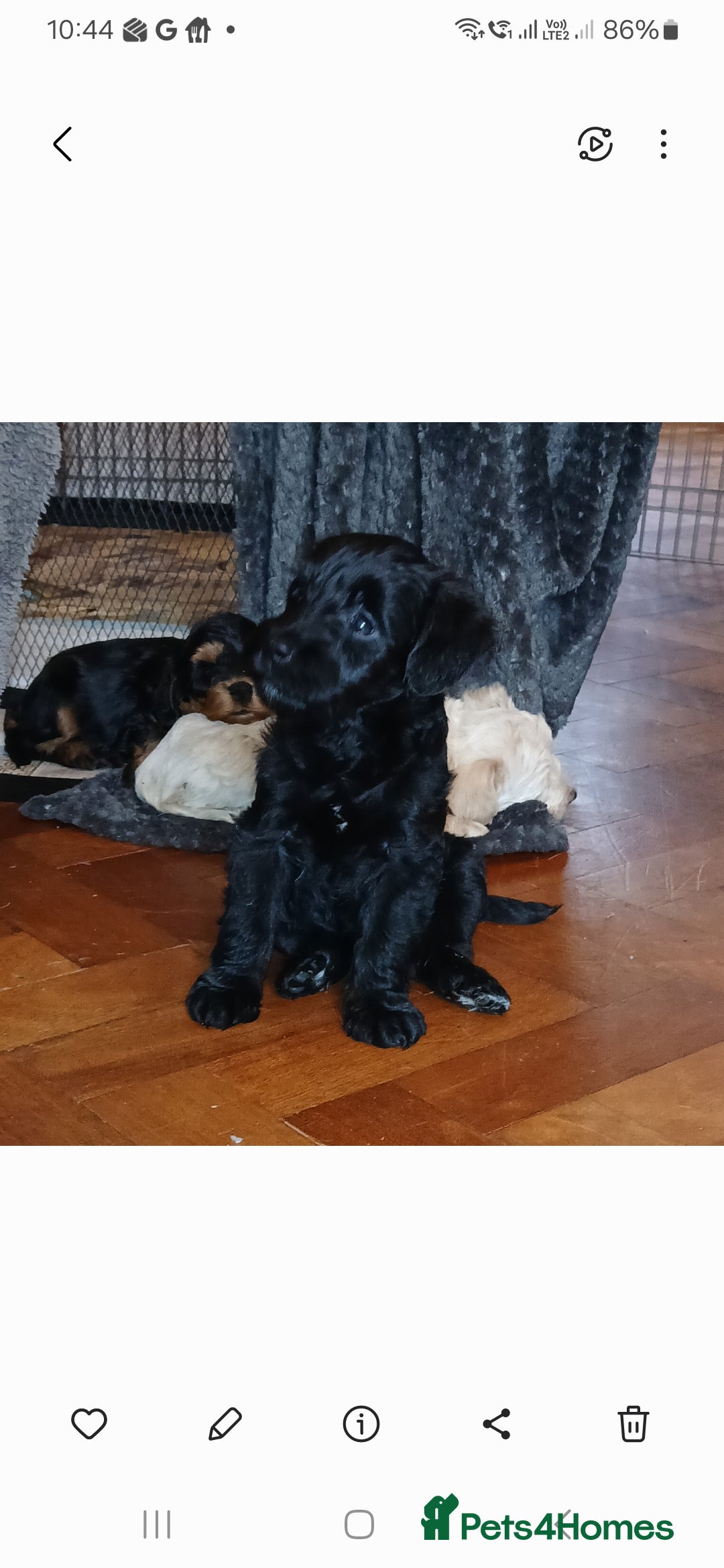 Schnoodle dogs Schnoodle puppies  - Advert 1