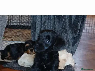 Schnoodle dogs 2 beautiful black schnoodles ready to go. - Advert 5