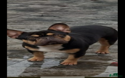French Bulldog dogs for sale: Bonnie (French bulldog )  - Image 1