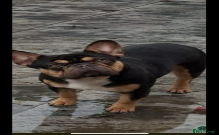 French Bulldog dogs - Advert 13