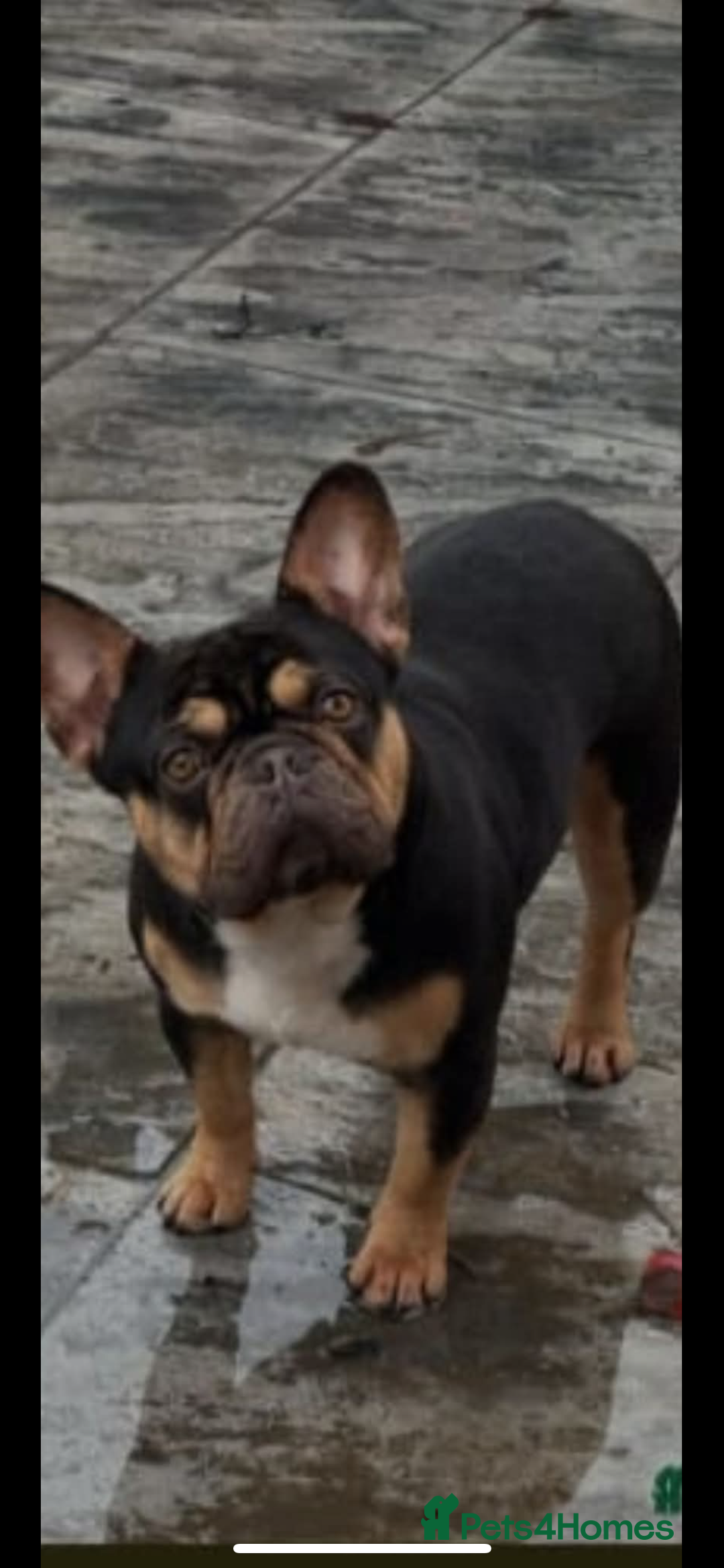 French Bulldog dogs for sale: Bonnie (French bulldog )  - Image 1