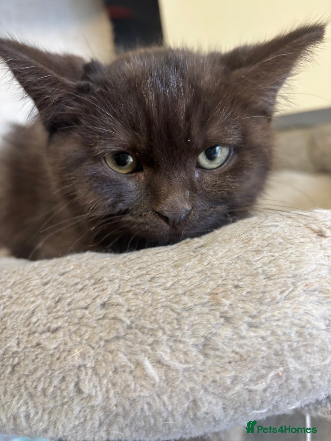 British Longhair cats for sale: Beautiful and Playful kittens - Advert 14