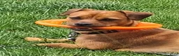 Mixed Breed dogs for sale: Patterdale x Lakeland terrier - Advert 4