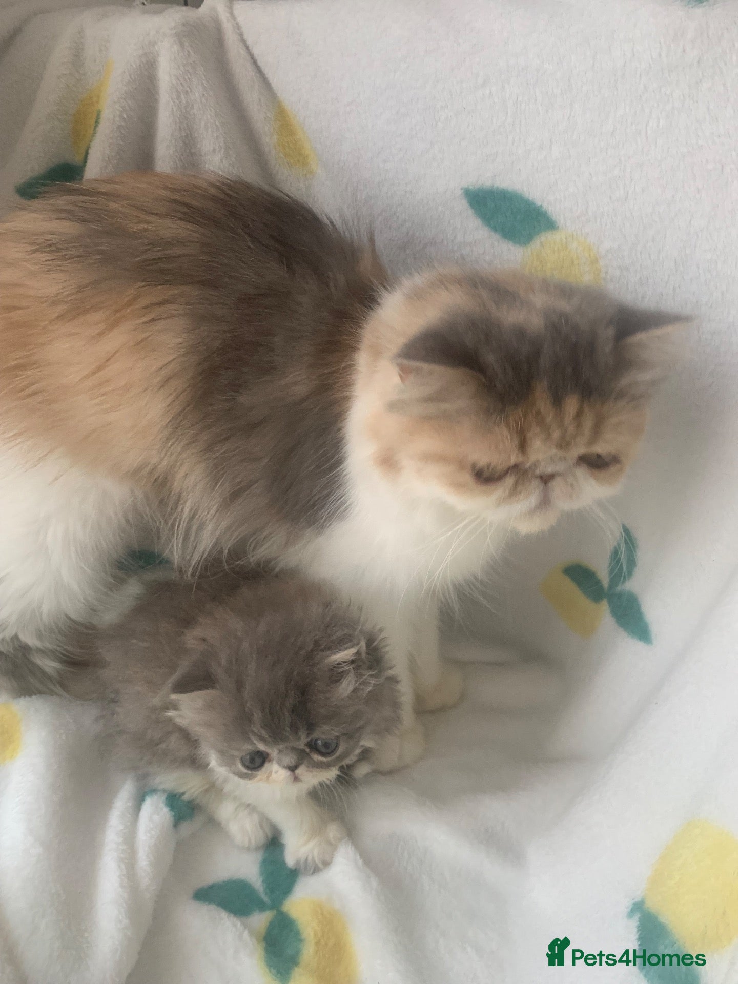 Persian cats Pedigree Persian Kitten - Advert 1