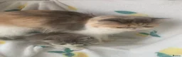 Persian cats for sale: Pedigree Persian Kitten - Advert 1