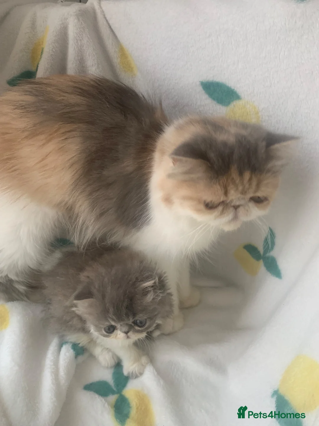Persian cats for sale: Pedigree Persian Kitten - Advert 1