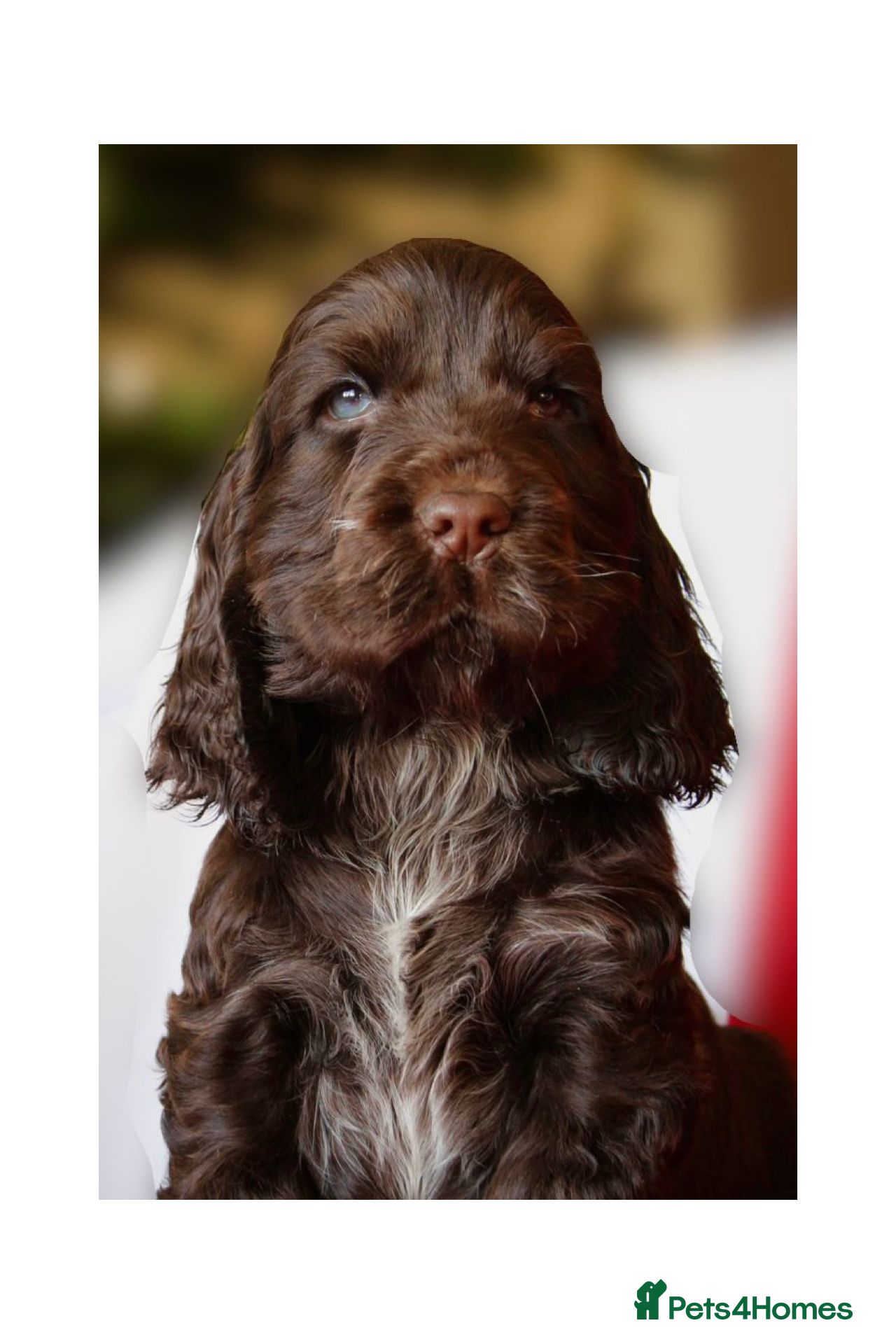 Cocker Spaniel dogs KC Registered Show Cocker Spaniel Puppies - Advert 13