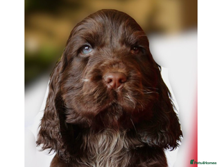 Cocker Spaniel dogs KC Registered Show Cocker Spaniel Puppies - Advert 2