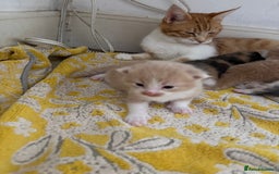Maine Coon cats for sale: Beautiful Maine Coon X kittens - Image 11