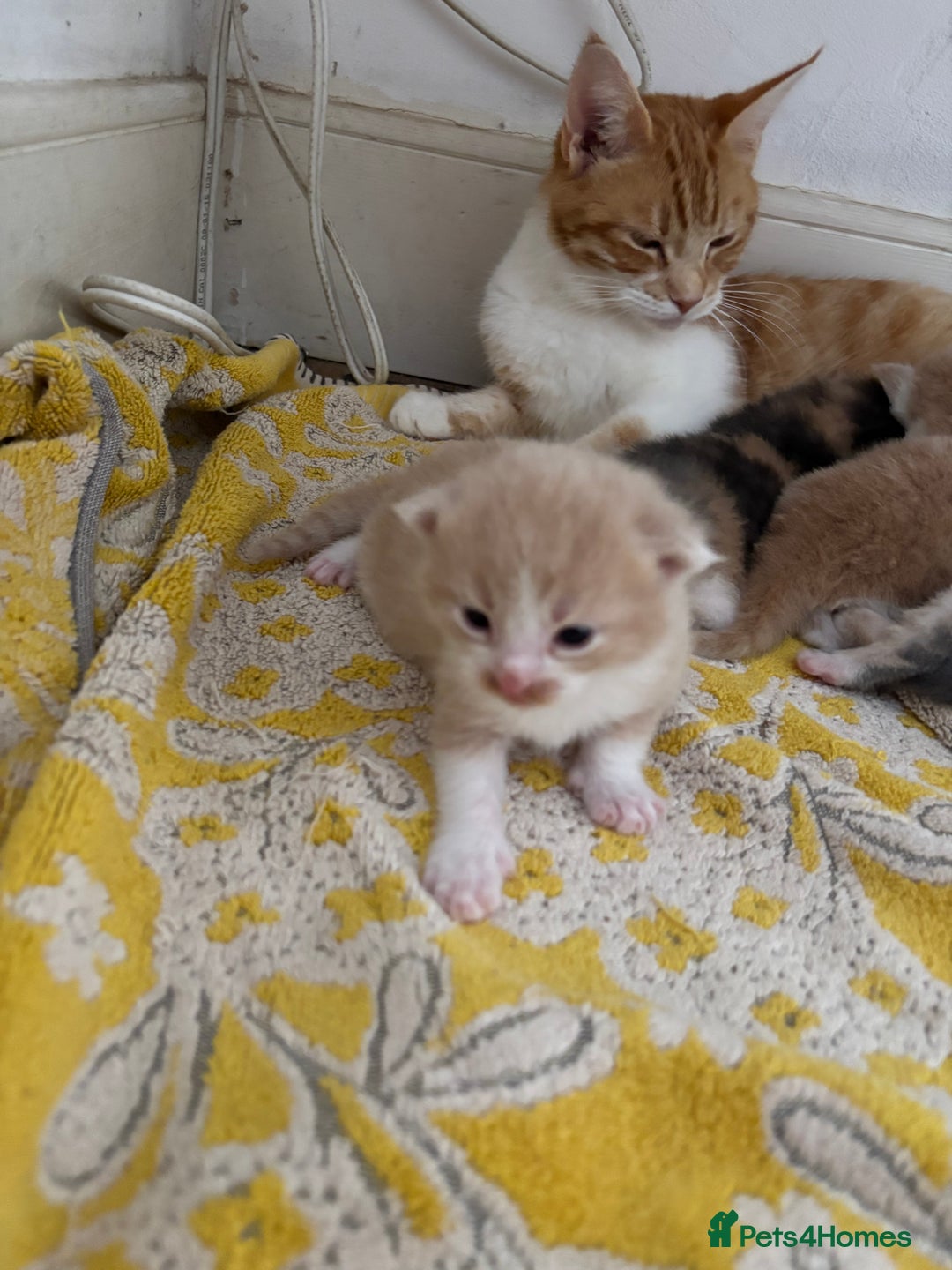 Maine Coon cats for sale: Beautiful Maine Coon X kittens - Image 11
