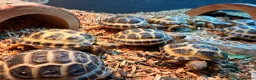 Tortoise reptiles for sale: Beautiful horse field baby Tortoises ready to go - Advert 3