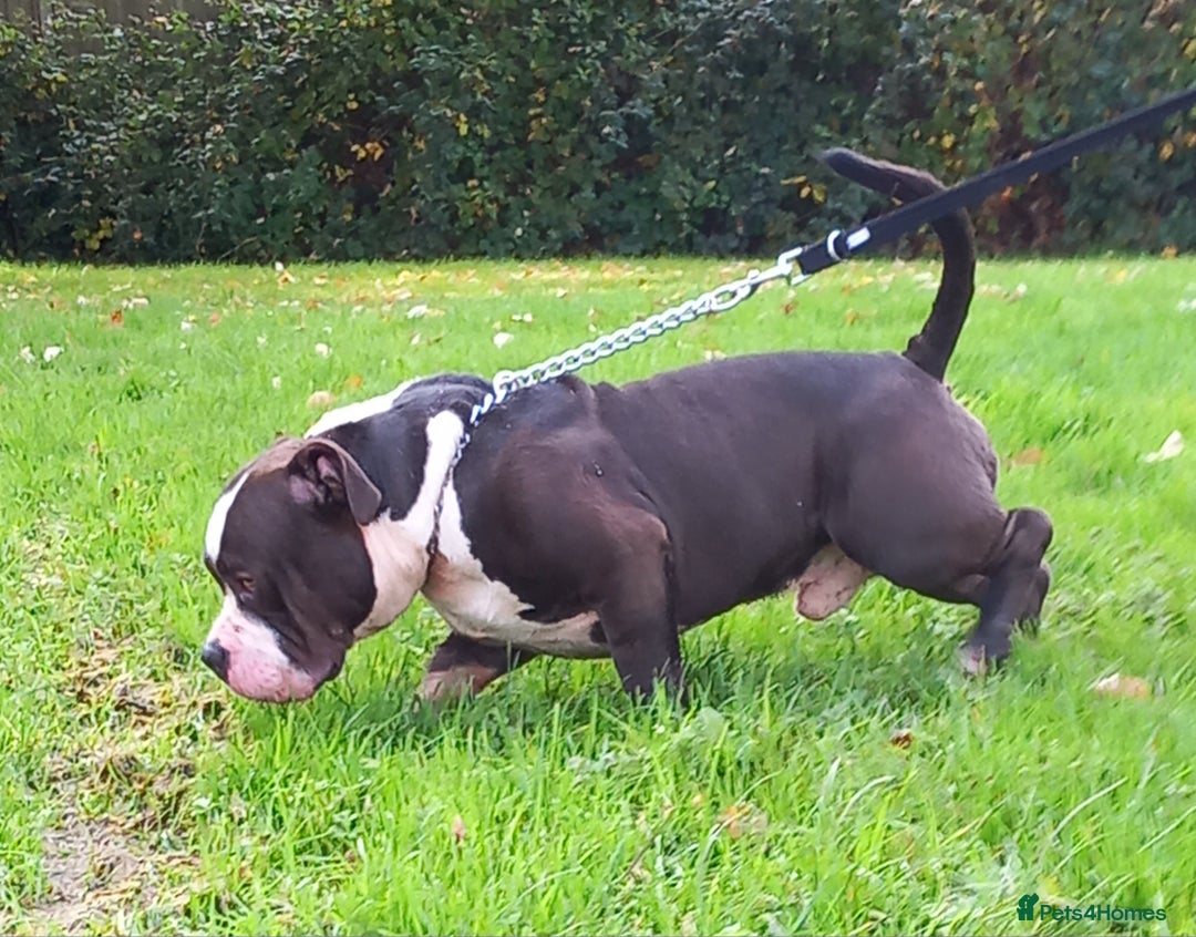 American Bully dogs for stud: Stud available  in Southampton - Advert 1
