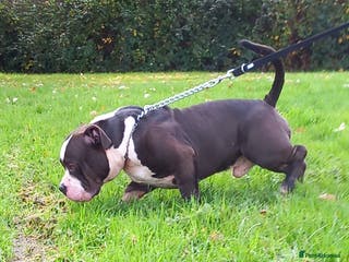 American Bully dogs Stud available in Southampton - Advert 18