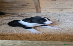 Sprollie dogs for sale: 7 lovely sprollie pups for sale - Image 1
